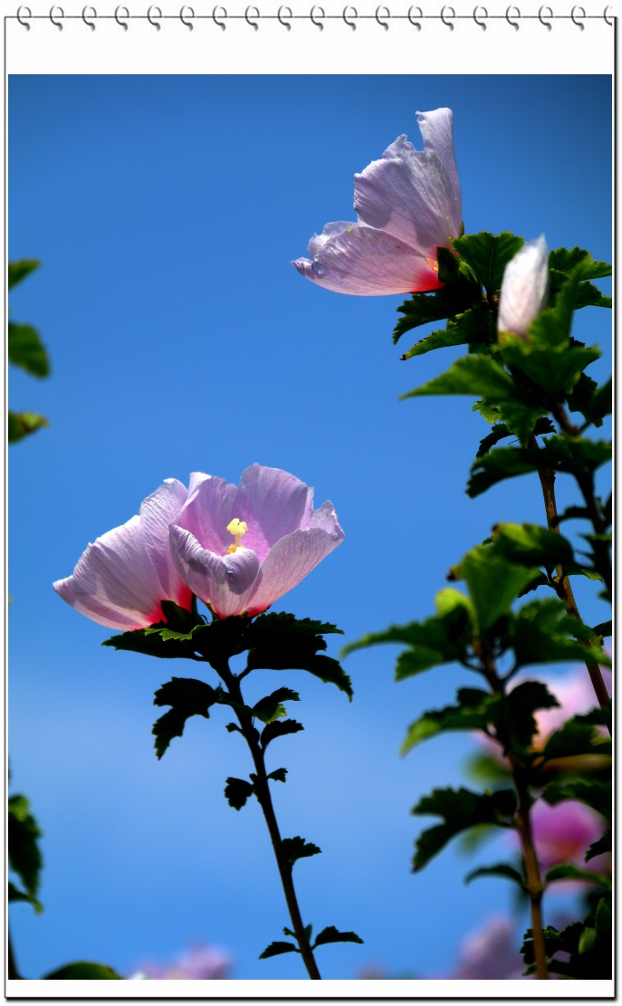 木槿花