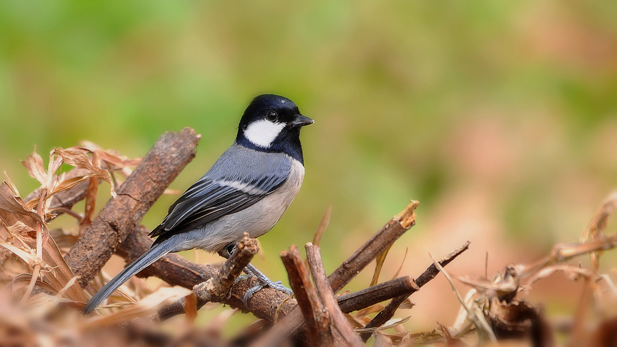精灵小山雀我养的泥鳅每天都要死两百多尾图片