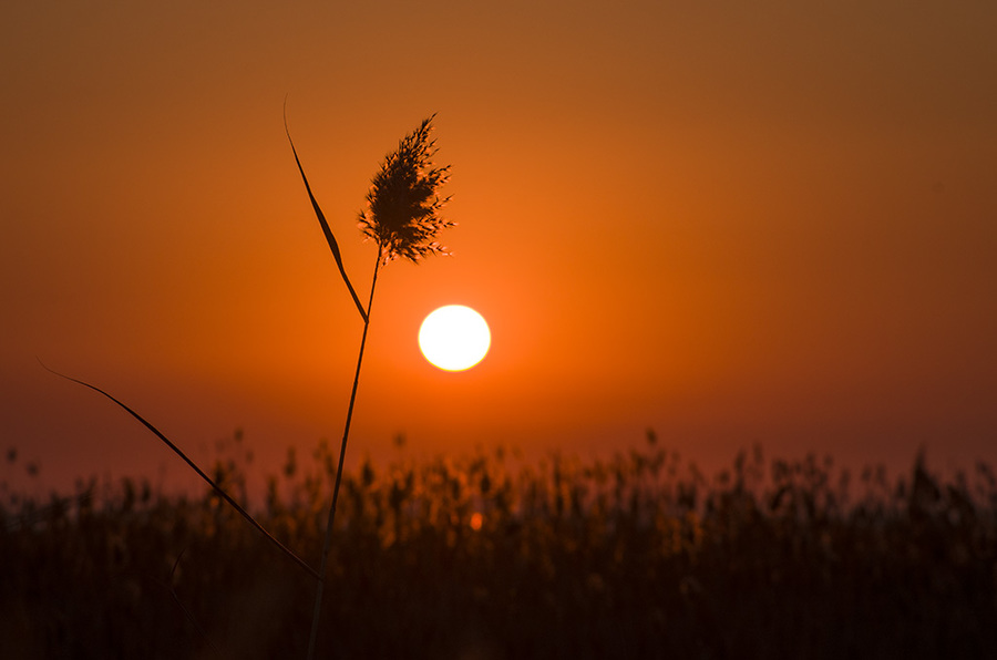 夕阳芦影