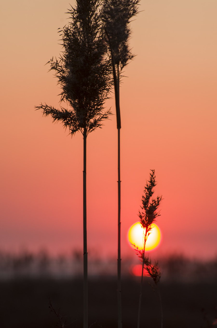 夕阳芦影