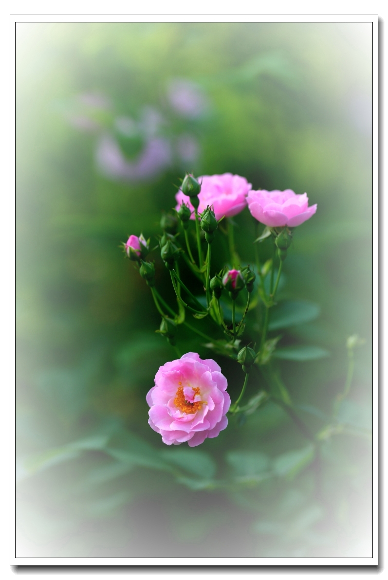 雾里看花      