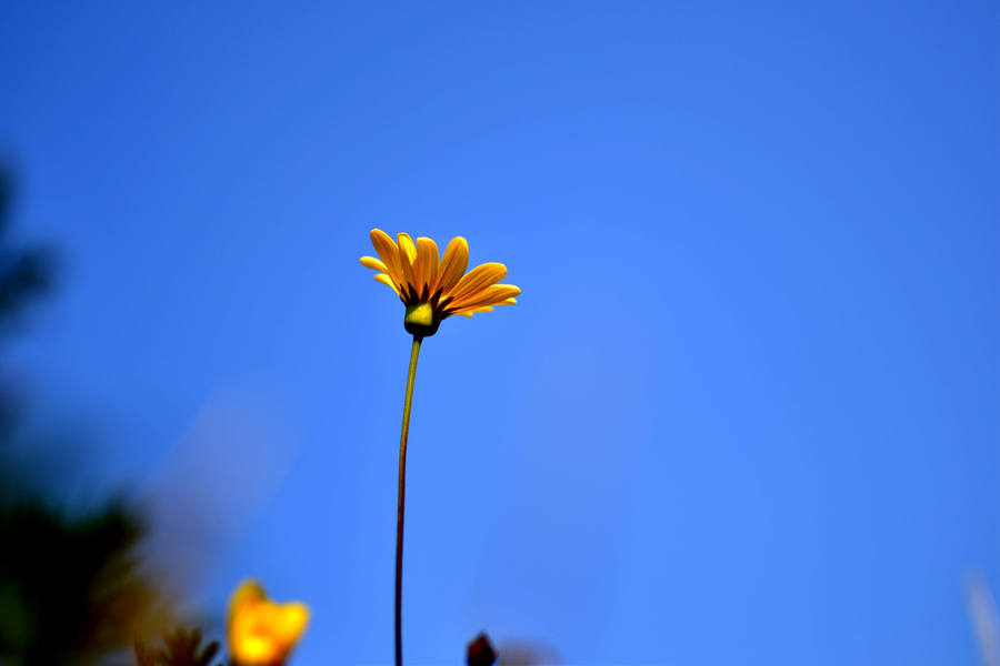 一朵小花