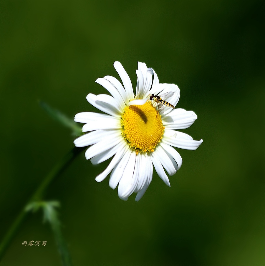 雨露滨菊