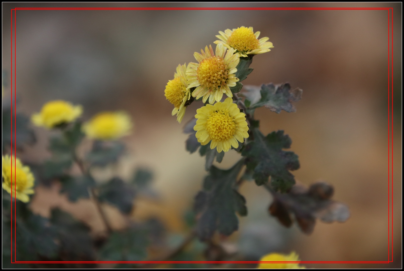 冬天里的小菊花-6