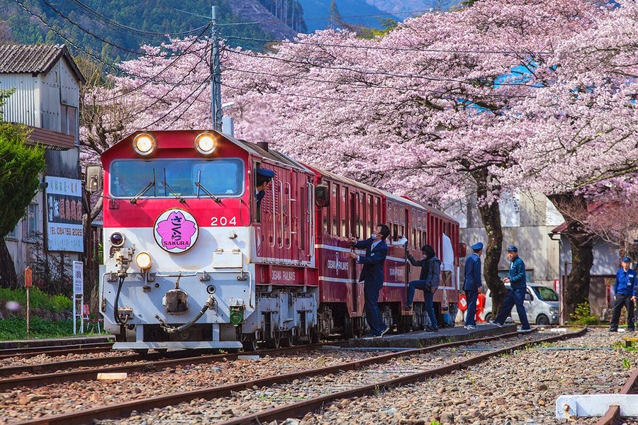 【三月带上相机去日本樱花摄影摄影图片】风光