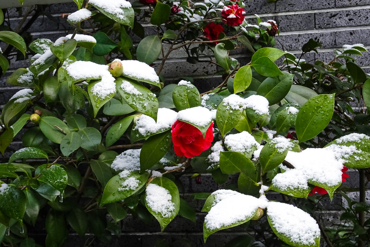 喜见初雪