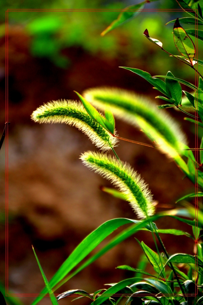 狗尾巴草