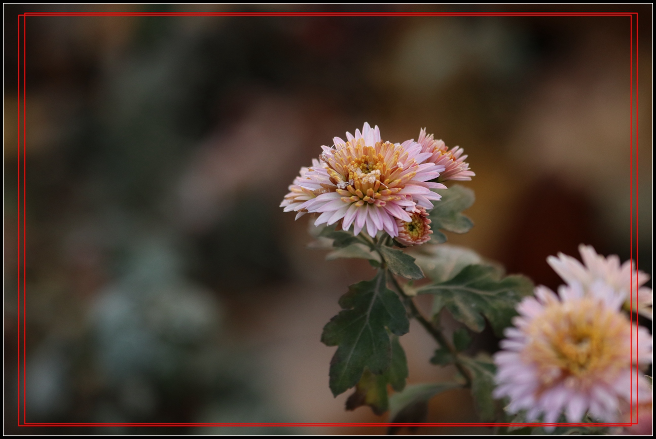 冬天里的小菊花-9