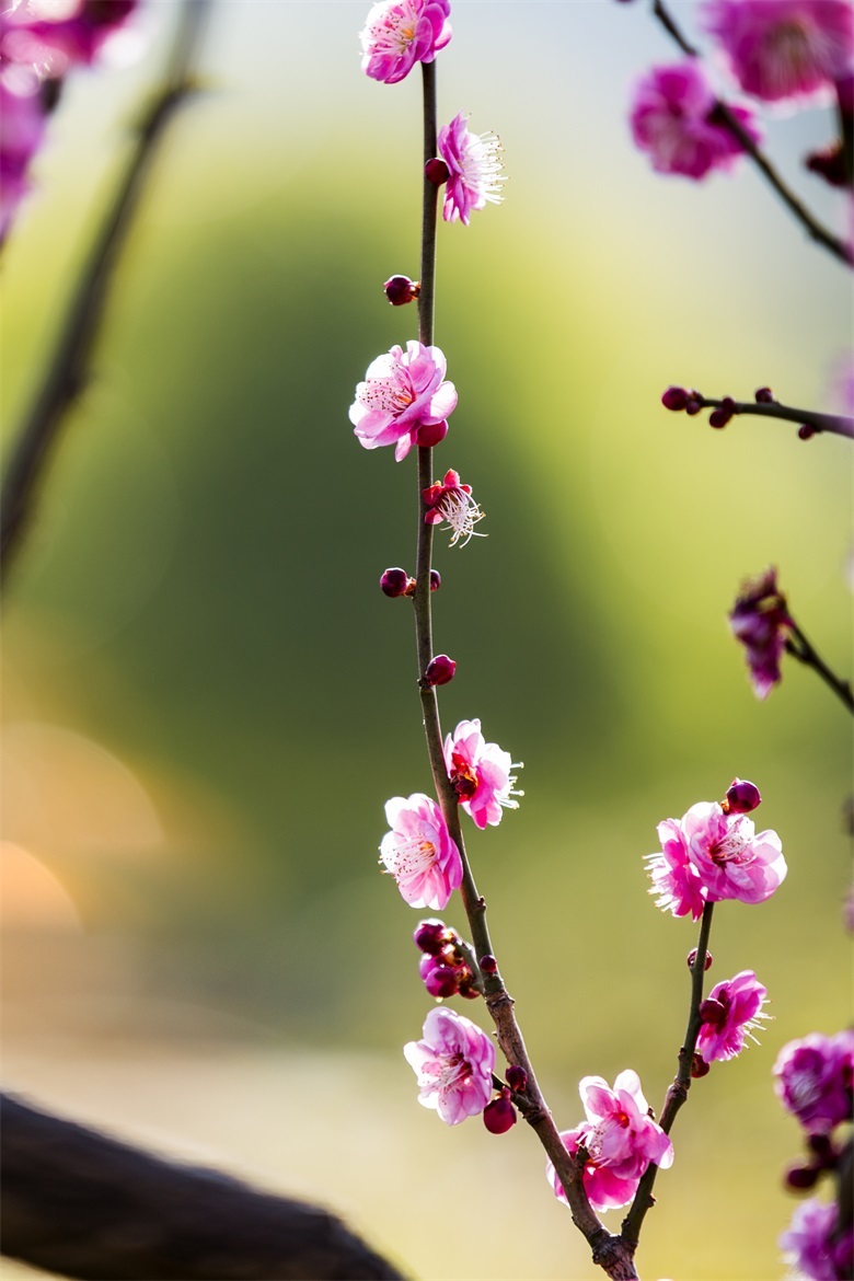 又见梅花开