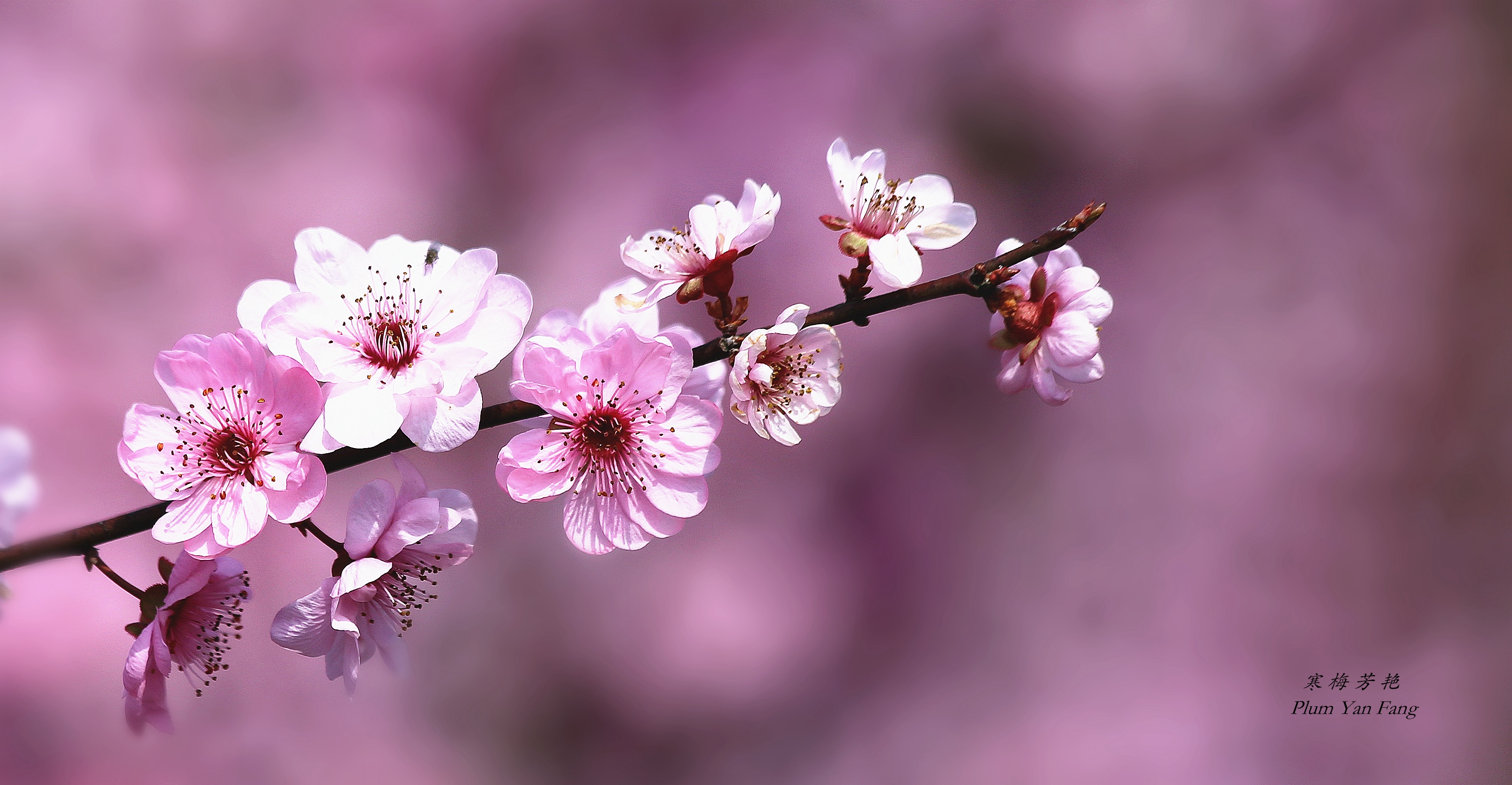 寒梅芳艳[又见一年梅花开]