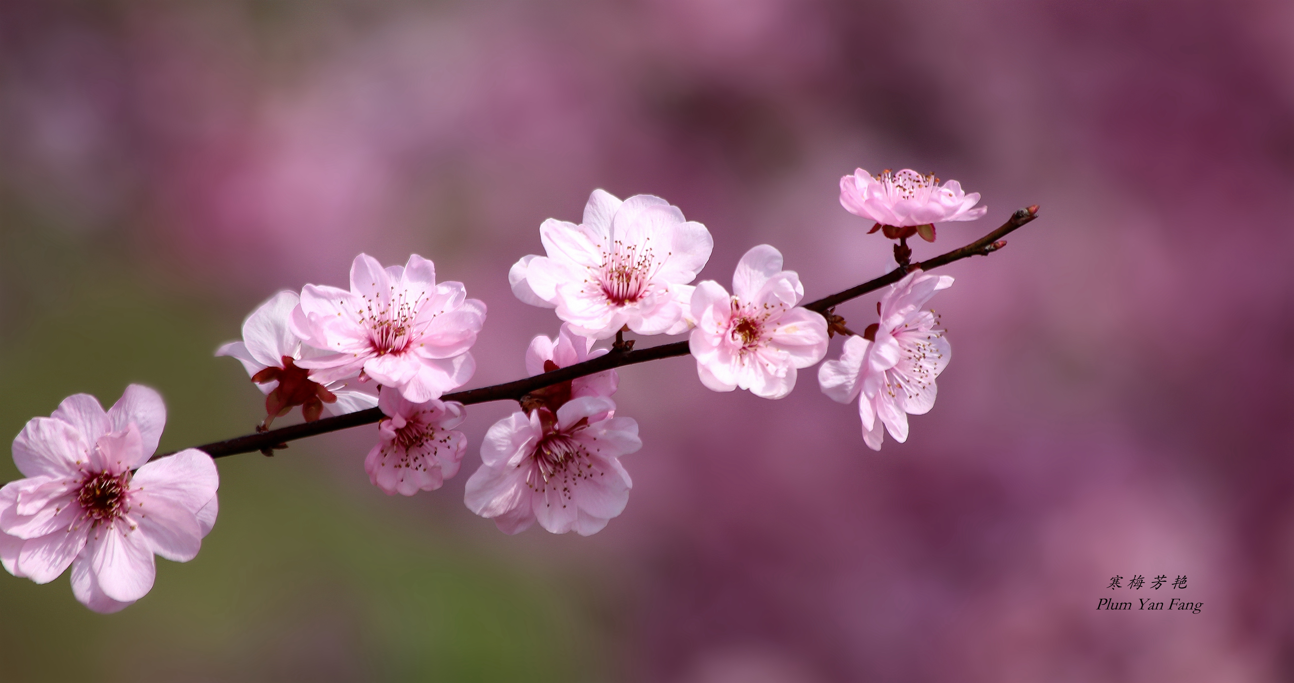 寒梅芳艳[又见一年梅花开]