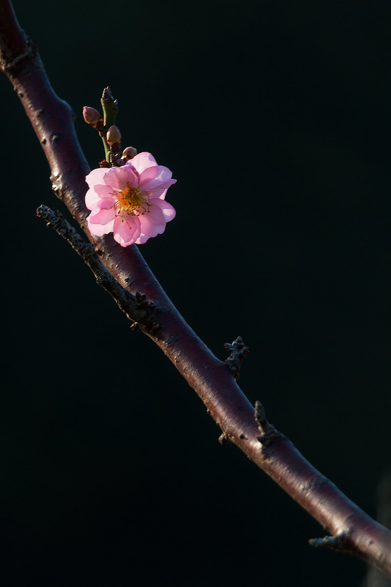 梅花