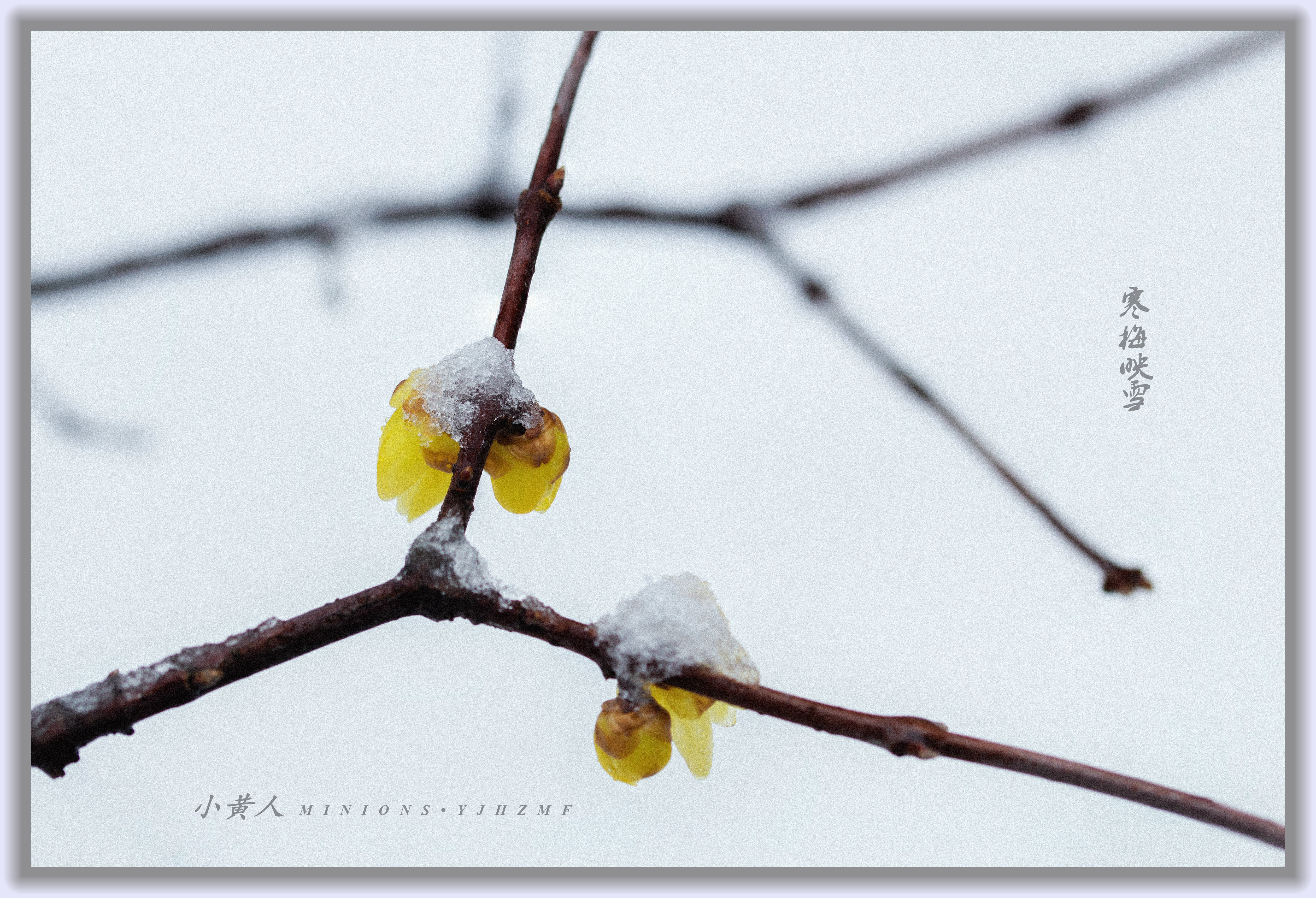 寒梅映雪