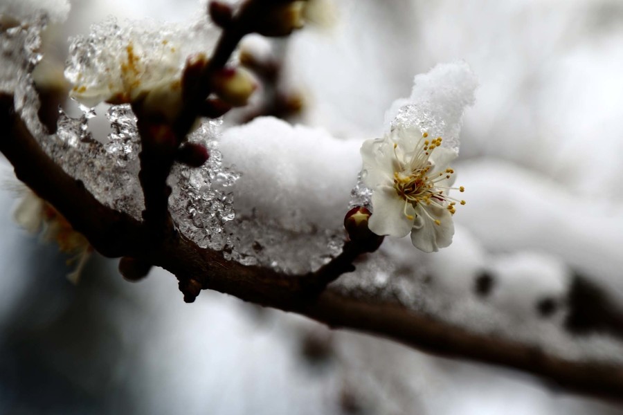 雪中梅花