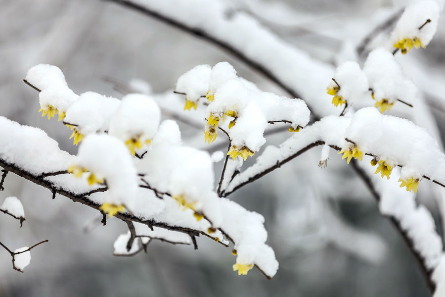 初雪