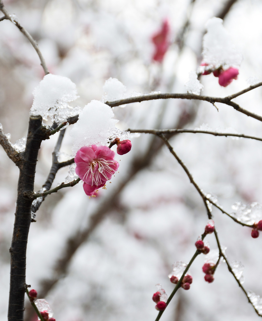 上海鲁迅公园的雪中腊梅花