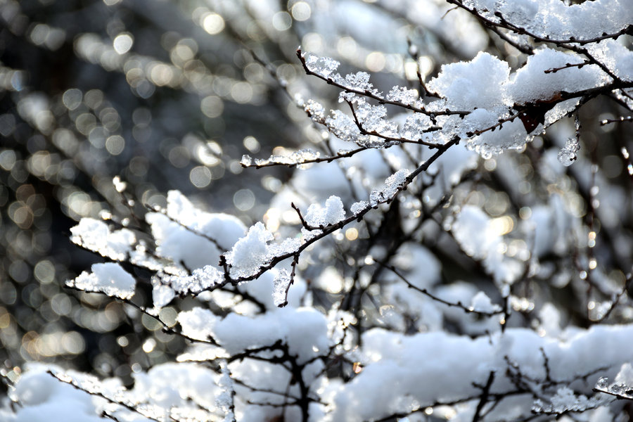上海鲁迅公园的雪中腊梅花