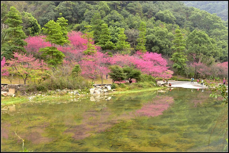 樱花