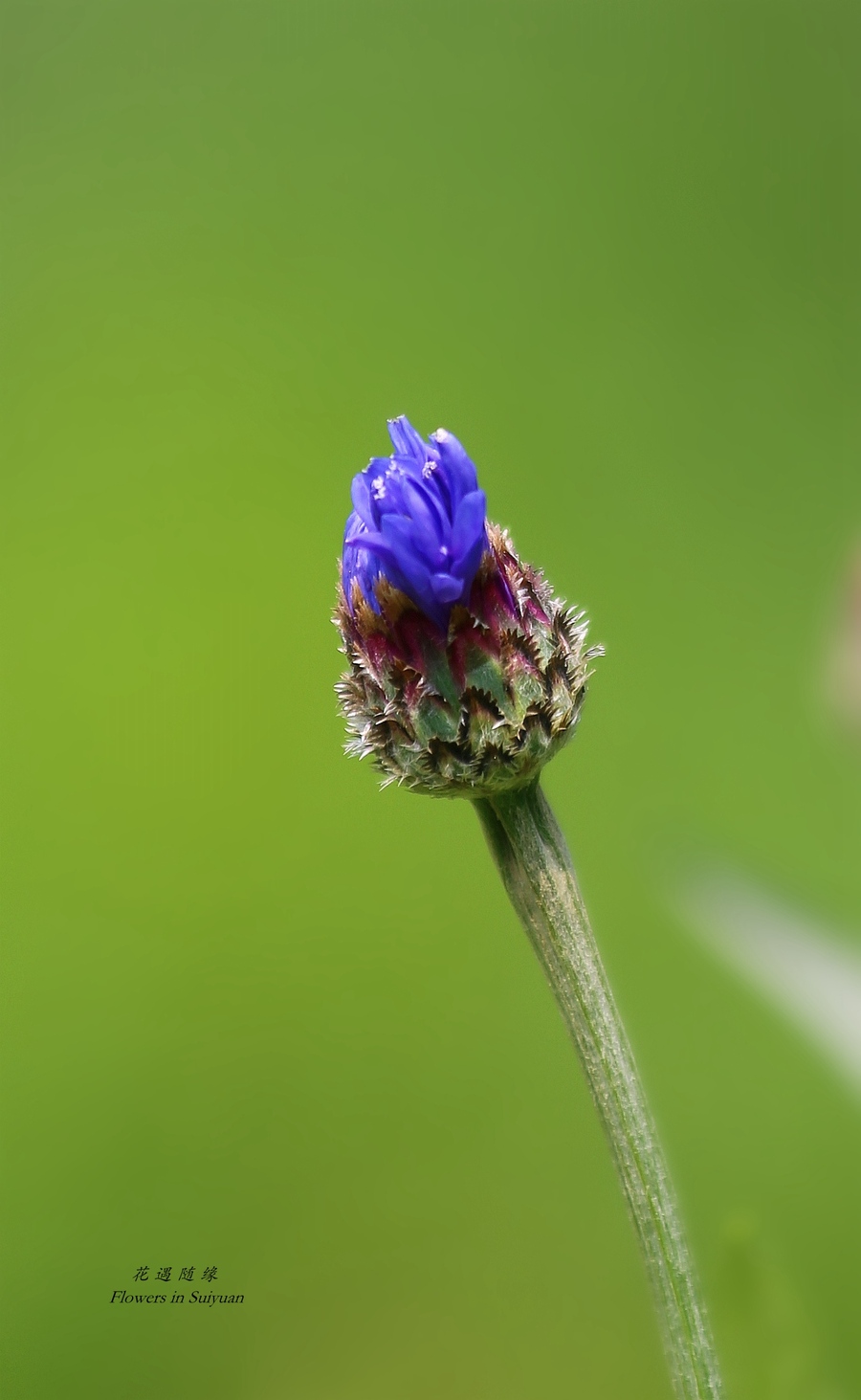 遇花随缘