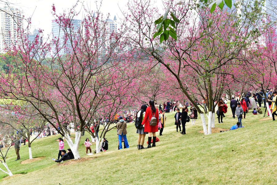 石门公园的樱花开了 (共 15 p)