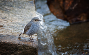 冬季拍鸟——红尾水鸲