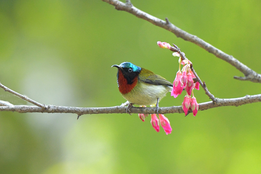 【花鸟迎春 -- 樱花与鸟摄影图片】生态摄影_太平洋电脑网摄影部落