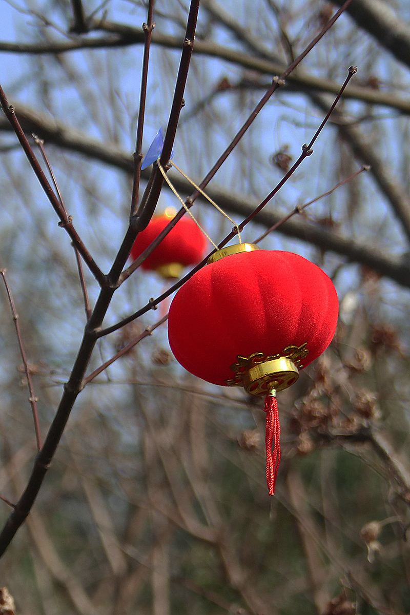 振轩祝摄友们:2018狗年吉祥!红红火火过大年!