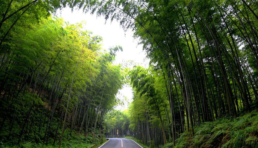 四川蜀南竹海风光