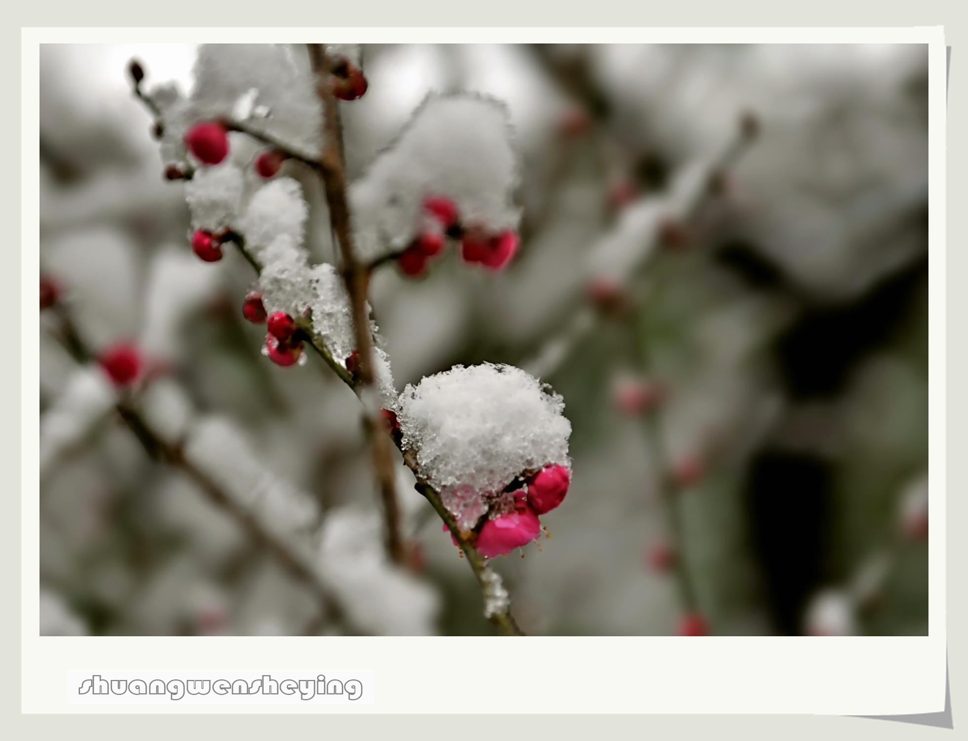一枝红梅图片高清,雪中一枝梅图片,绽放在雪中的梅花图片_大山谷图库