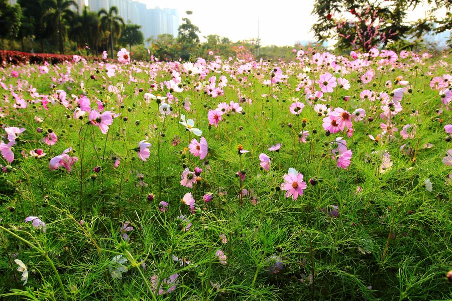 格桑花开了,开在春风里