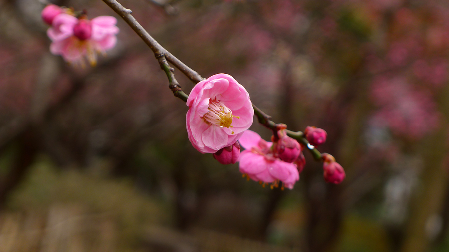 又采梅花几朵