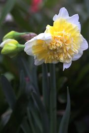 上海辰山植物园迎春花展之四------（洋水仙，郁金香，猪笼草和朱槿）