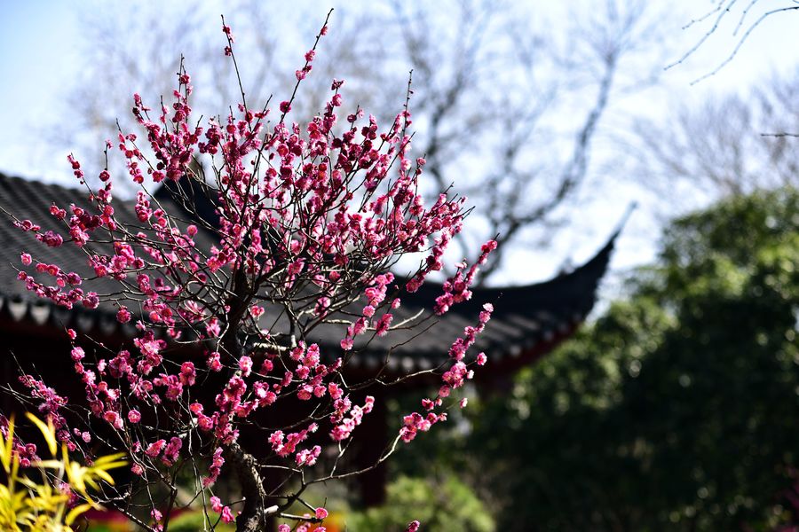 古猗园梅花盛开