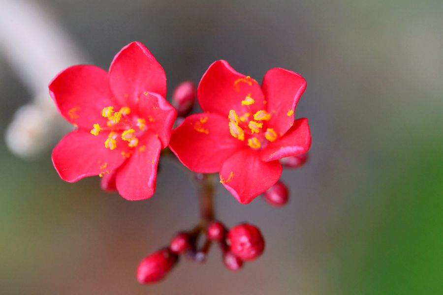 上海辰山植物园迎春花展之五------(红掌,风信子和其它花儿)