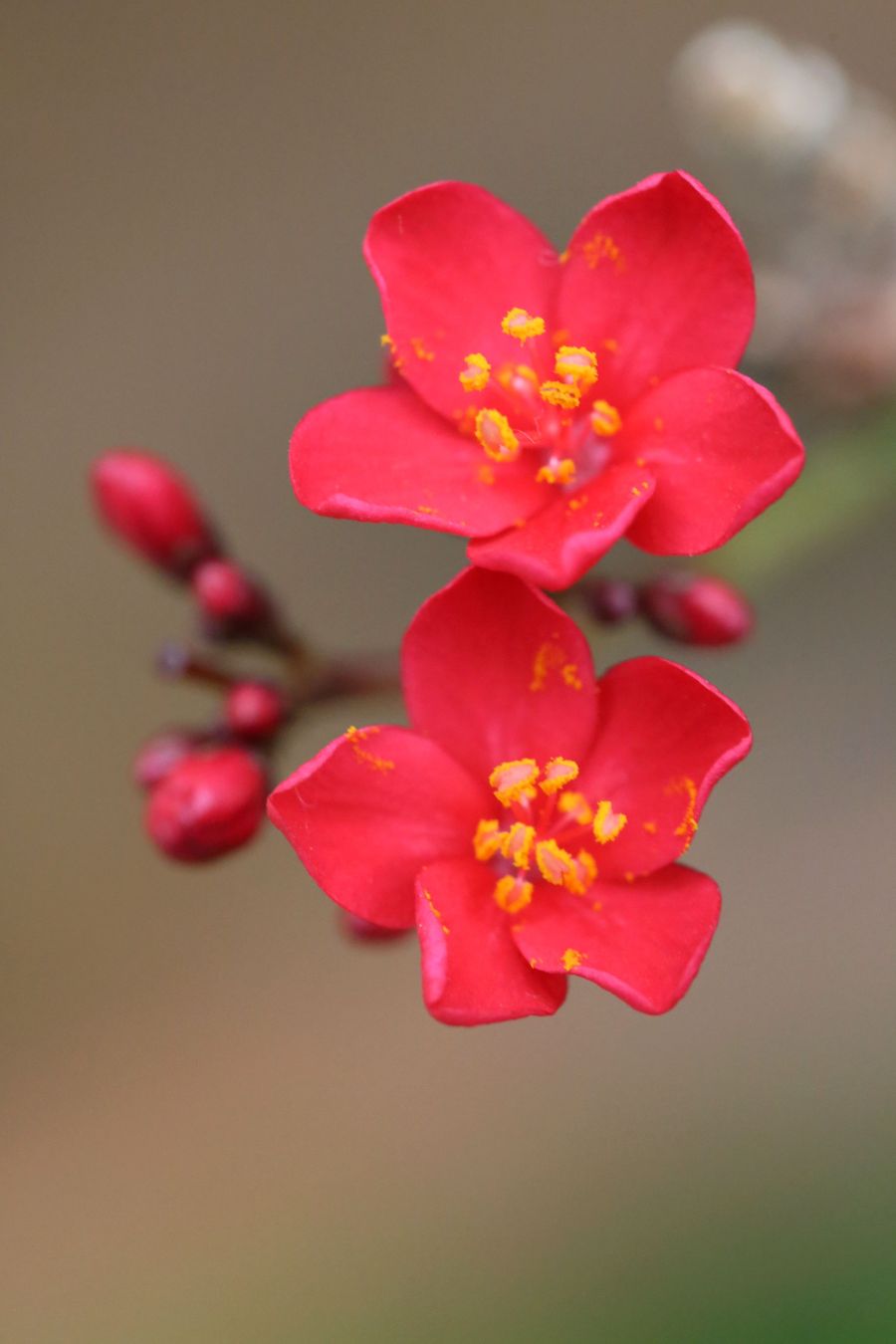 上海辰山植物园迎春花展之五------(红掌,风信子和其它花儿)