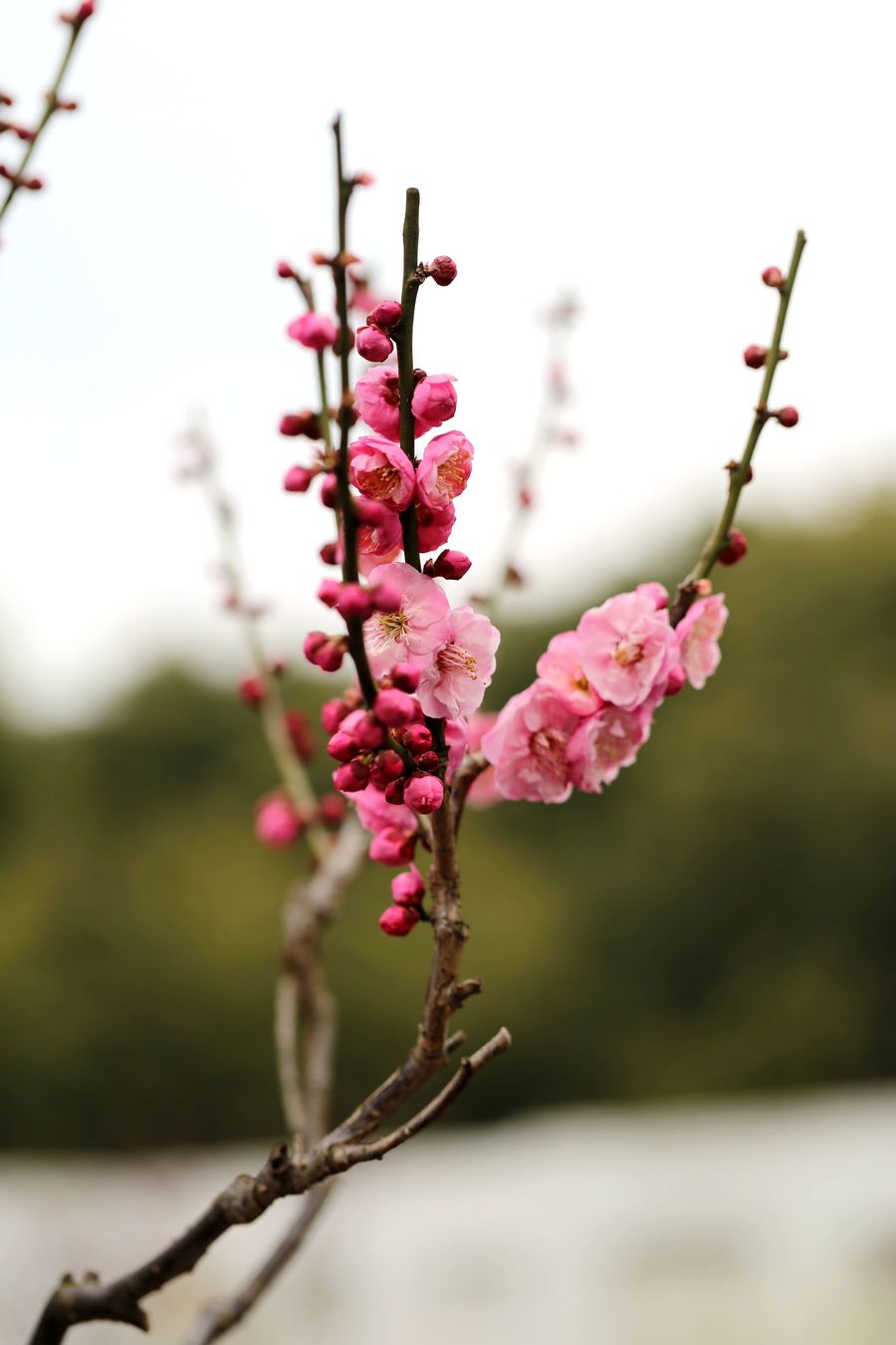 迎春梅花两三枝