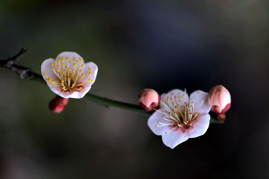 迎春梅花两三枝