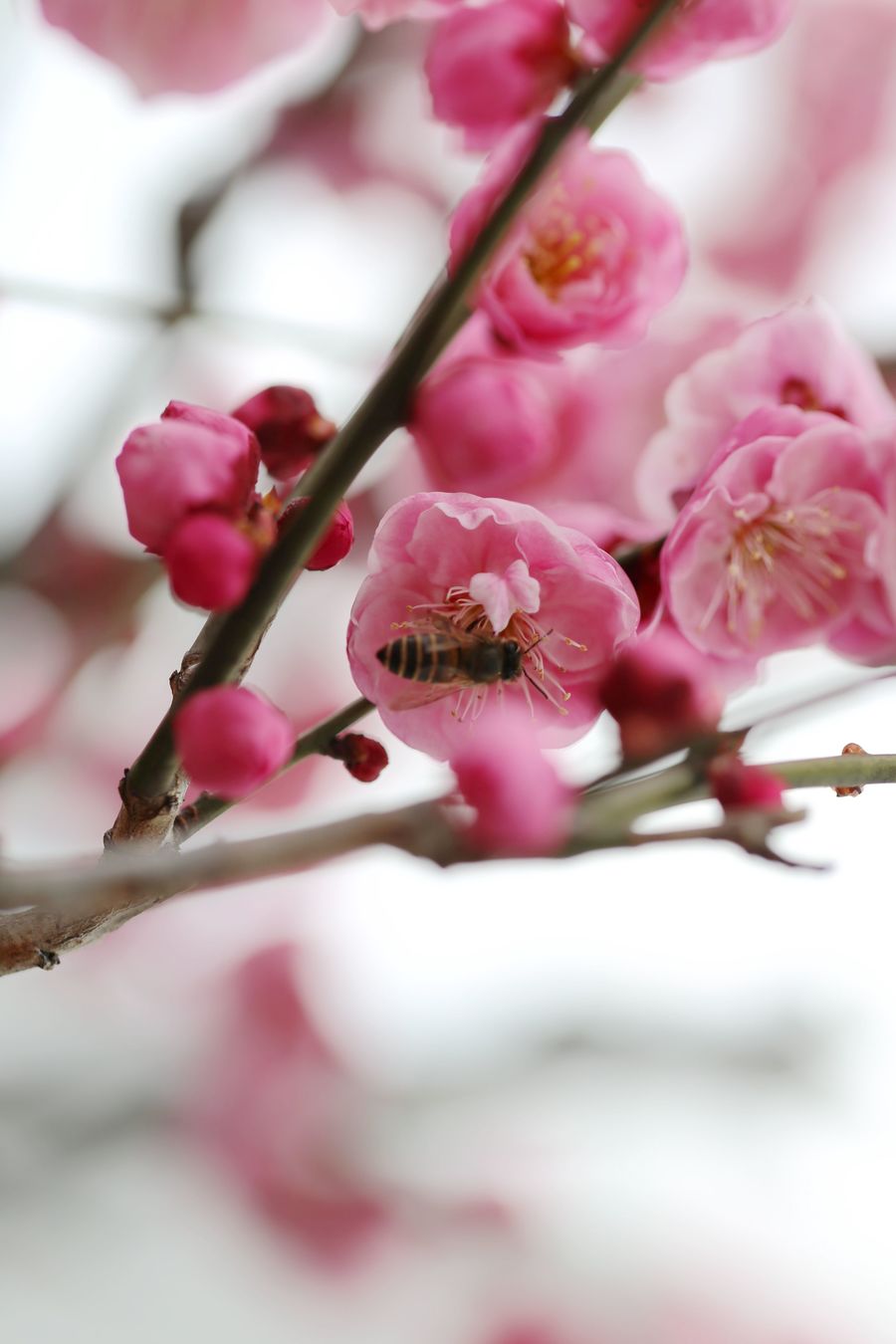 迎春梅花两三枝