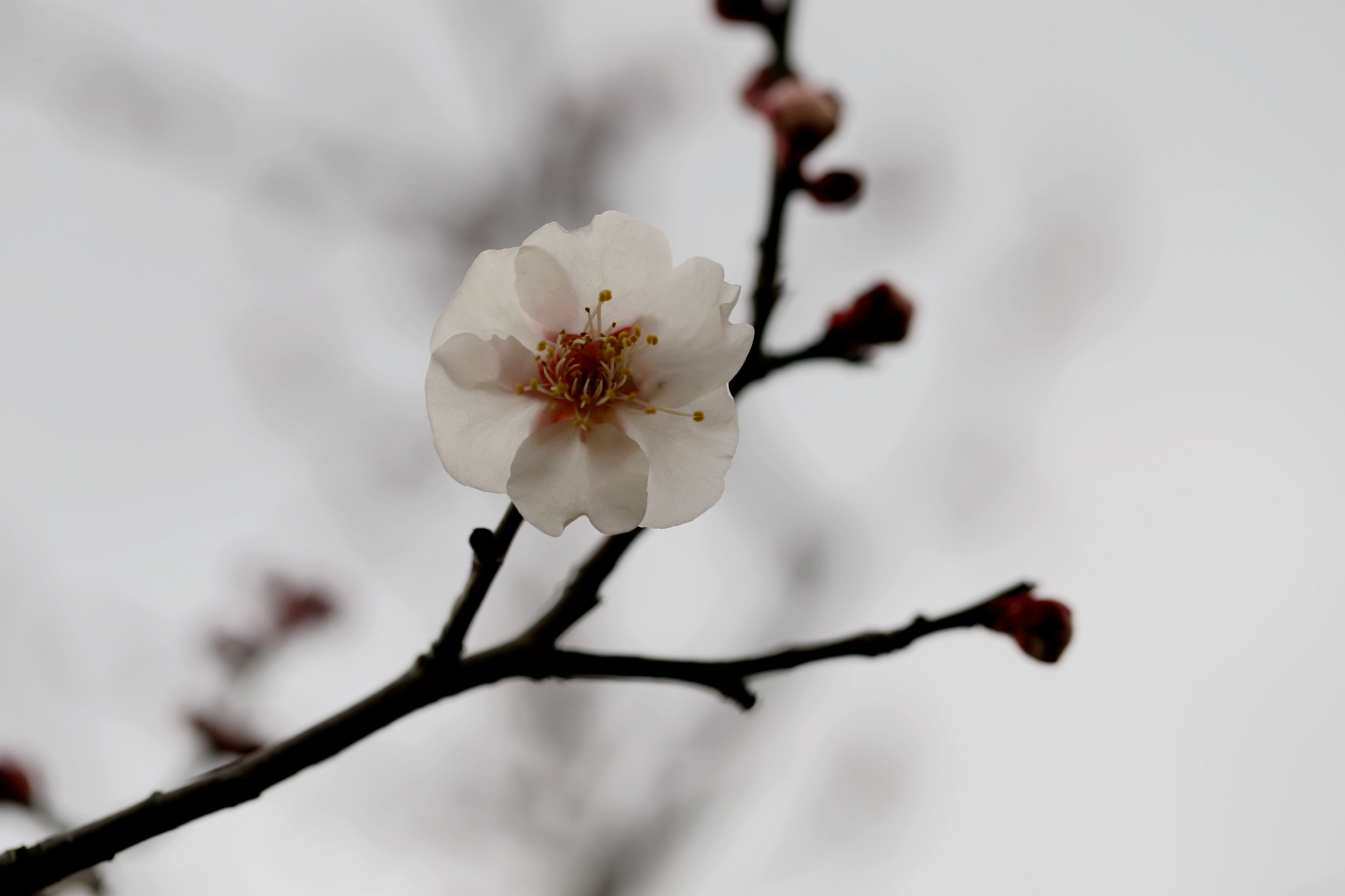 迎春梅花两三枝