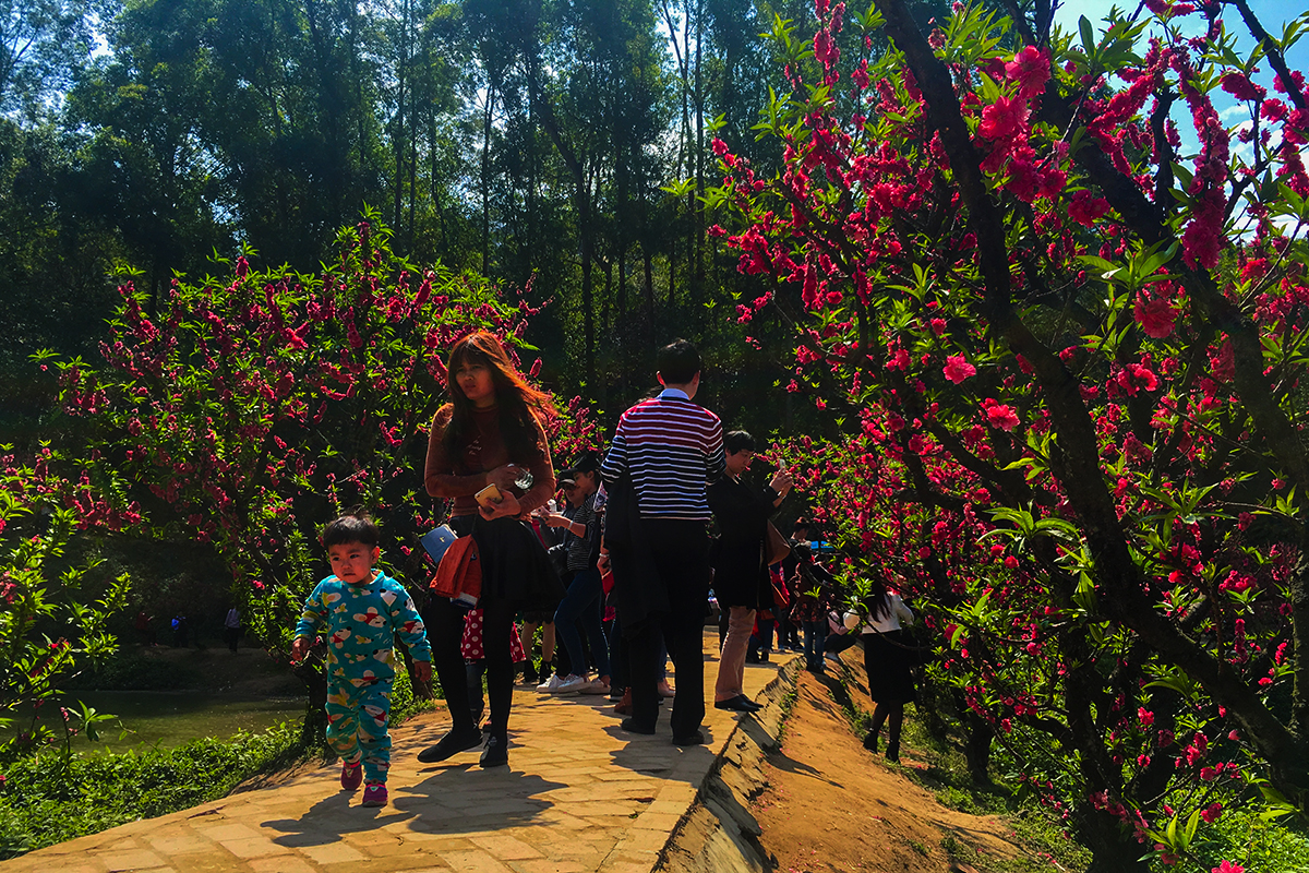 河南林州：春日里的太行大峡谷，桃花开满山-大河新闻