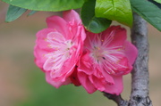 花团锦簇-桃花记（3）