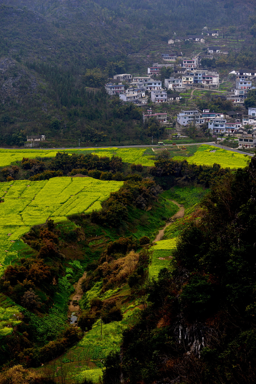 贵州万峰林油菜花田