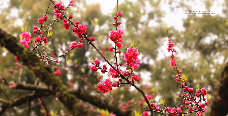 三月桃花笑春风