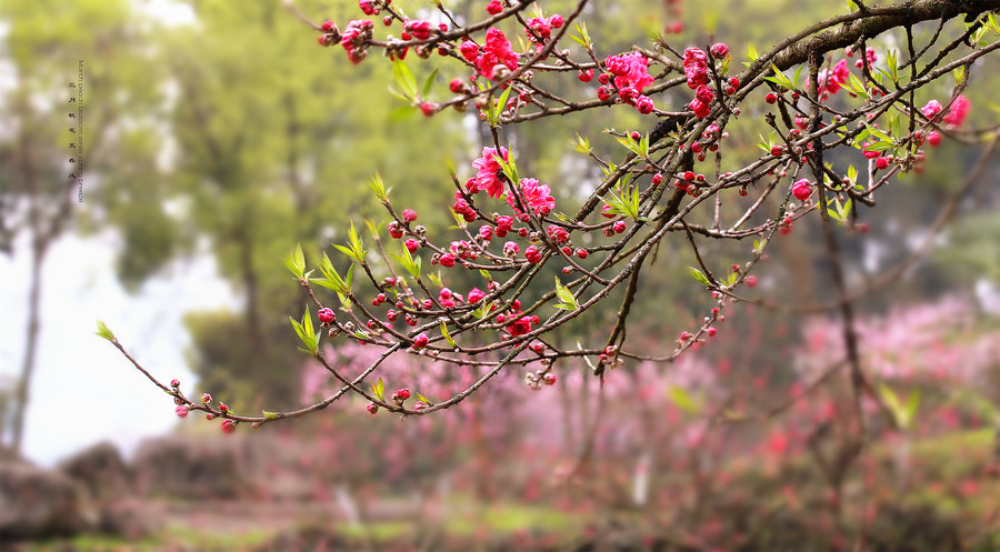 三月桃花笑春风