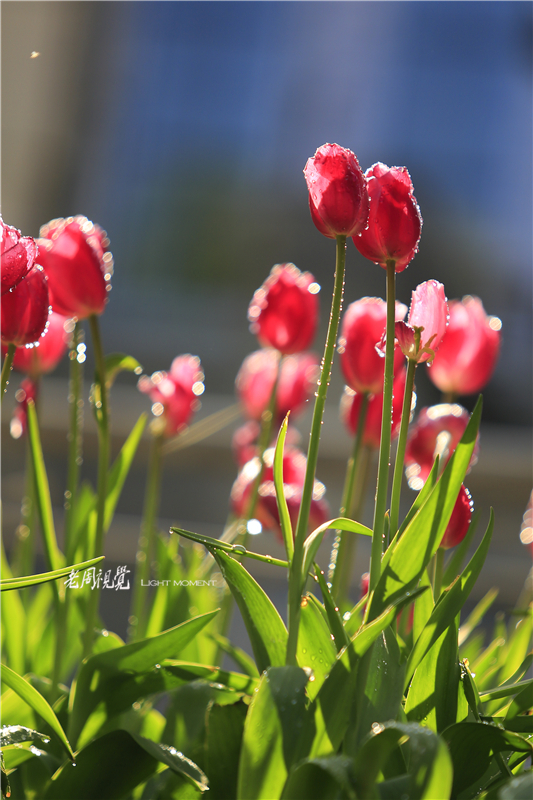 花开时节-郁金香