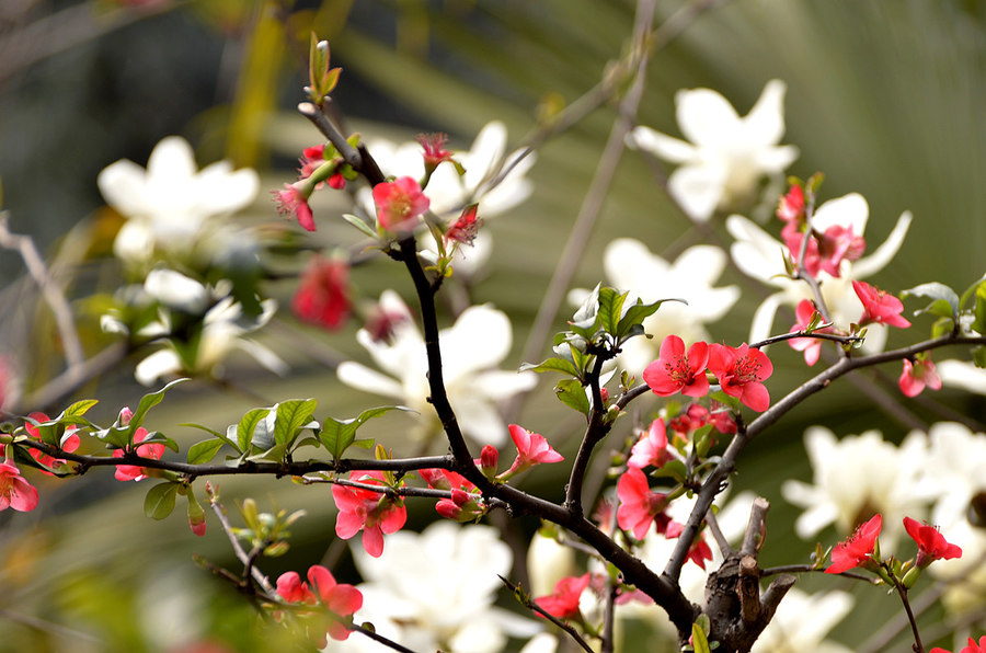 小区春暖花开