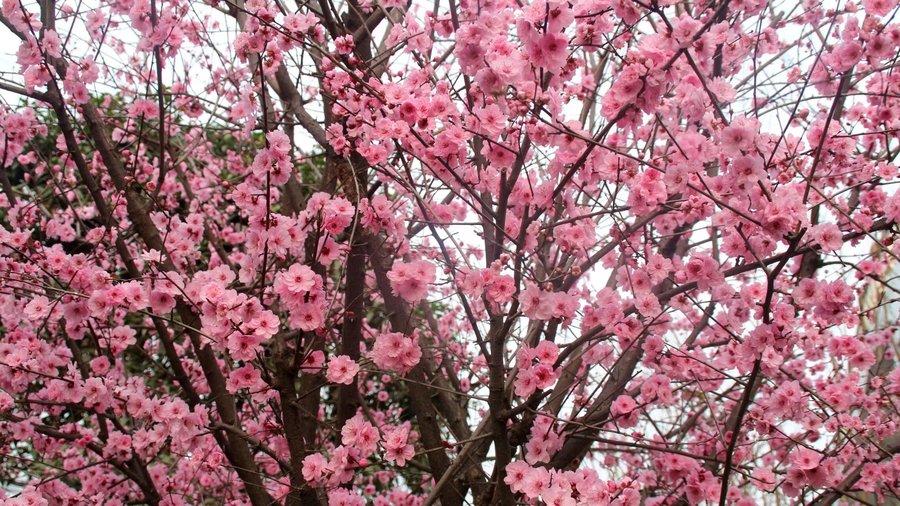 春暖花开