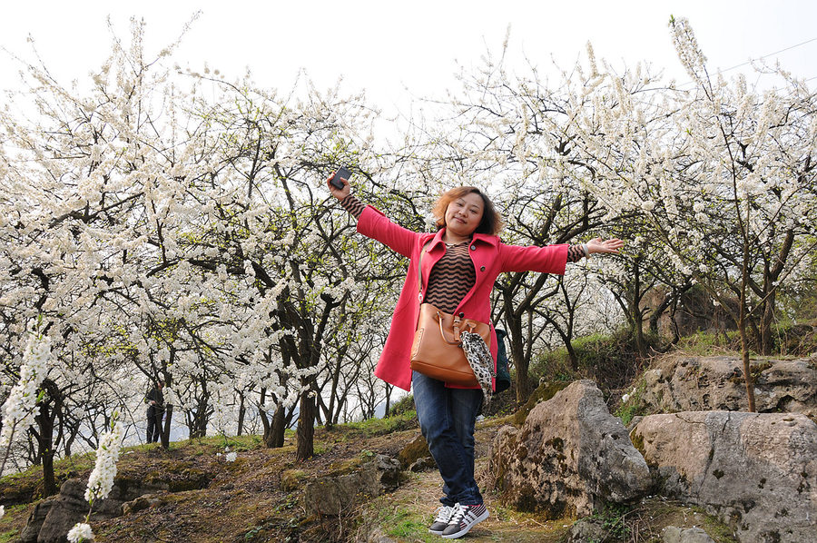 在万亩李子花林春游