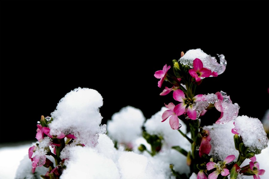 雪中小花