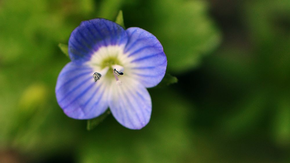 【蓝色小花——阿拉伯婆婆纳】